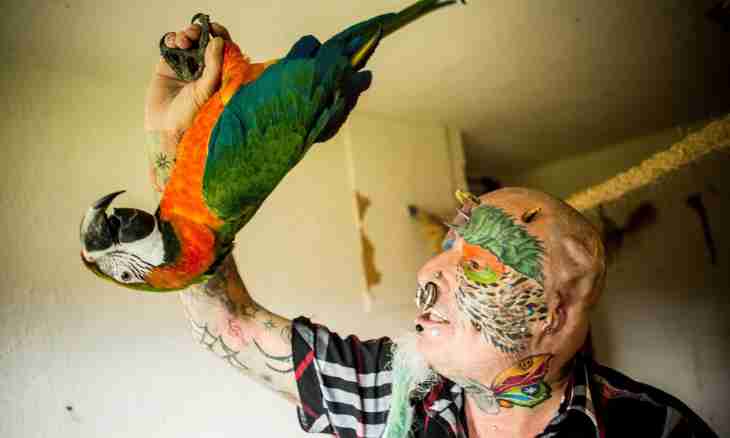Why the parrot looks in a mirror