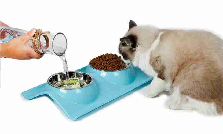 As it is correct to feed a cat