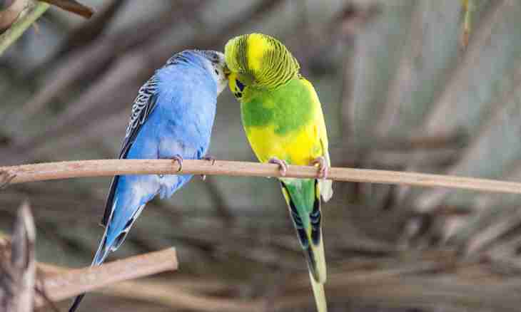 The most widespread diseases of budgerigars