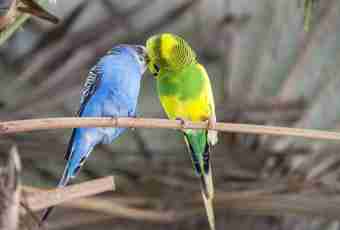 The most widespread diseases of budgerigars