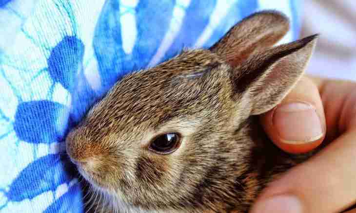 How to do inoculations to rabbits