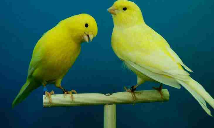 How to choose a canary