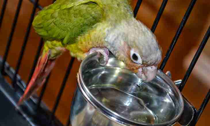 How to give to drink a parrot water