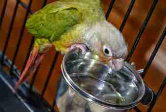 How to give to drink a parrot water