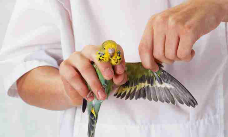 How to hold parrots