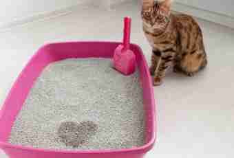 How to teach a kitten to go to a tray?