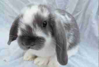 The Scottish lop-eared – features of breed