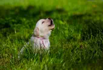 Why dogs howl