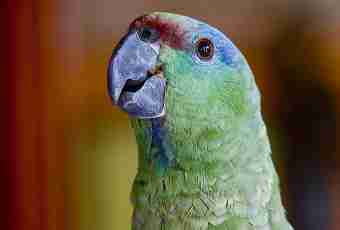 How much is parrot