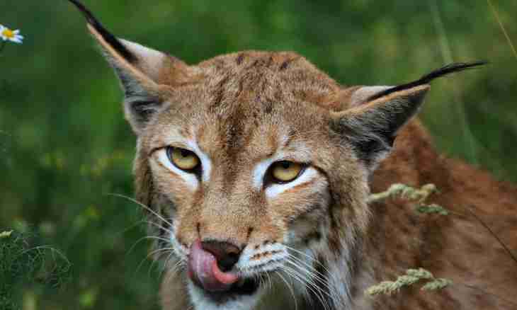 How to call a lynx