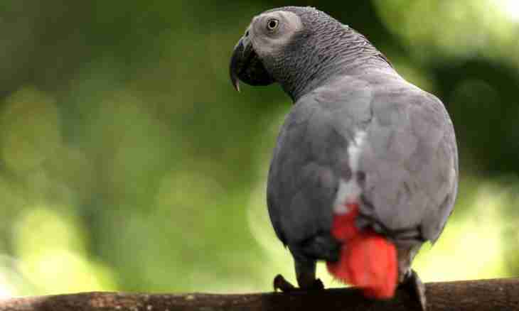 How to choose a parrot zhako