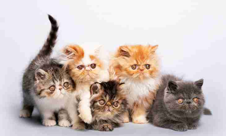 How to distinguish a Persian cat from cats of other breeds