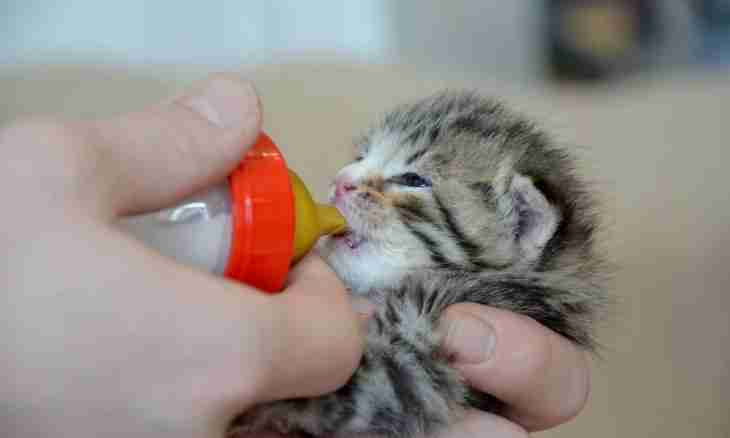 How to feed a kitten from the pipette
