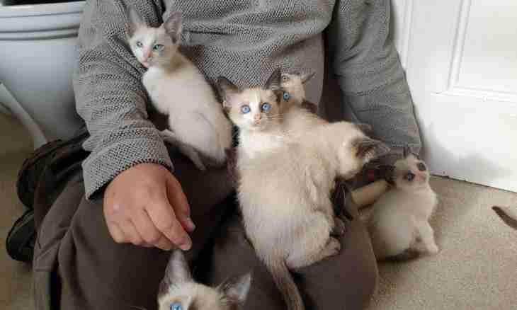 How to look after Siamese kittens