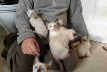 How to look after Siamese kittens
