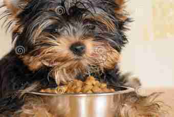 How many the Yorkshire terrier in 6 months has to weigh