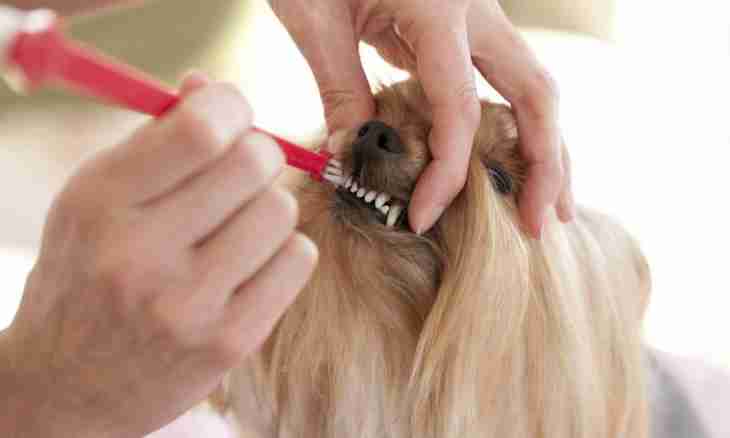 How to cut claws to a Yorkshire terrier