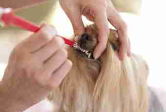 How to cut claws to a Yorkshire terrier