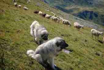 As the Caucasian sheep-dog looks