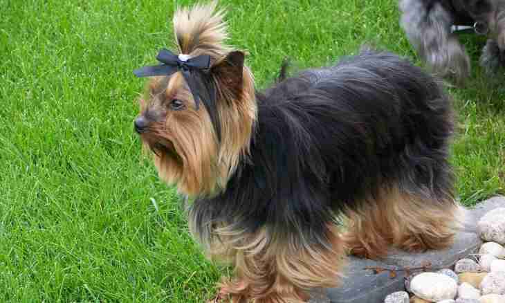 How to feed a Yorkshire terrier