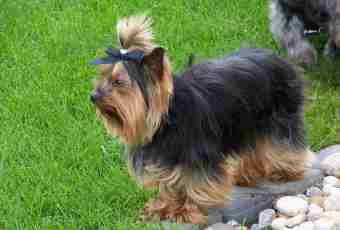 How to feed a Yorkshire terrier