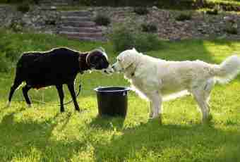 That for a dog an Asian sheep-dog