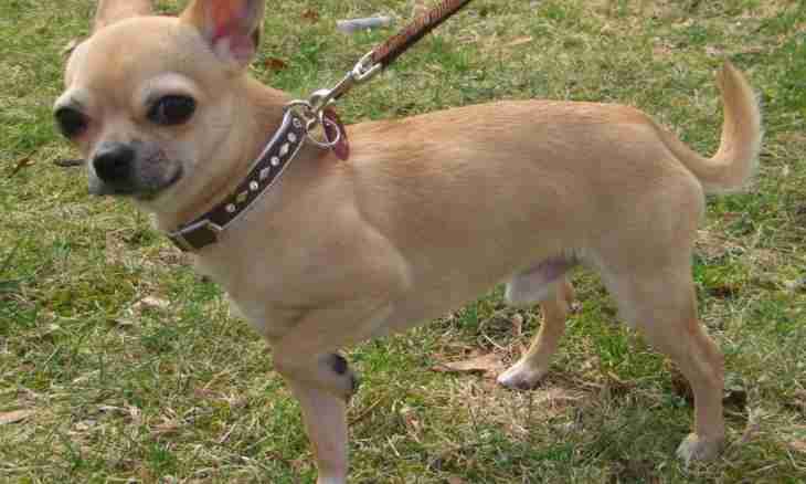 What standards at breed of a chihuahua