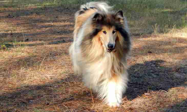 How to choose a collie