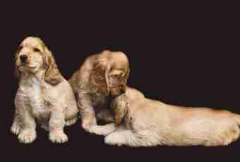 What properties the kokker-spaniel has