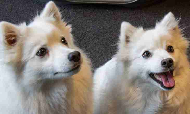 How to call a spitz-dog