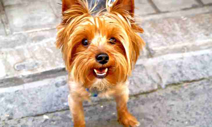 How to deliver ears to a Yorkshire terrier