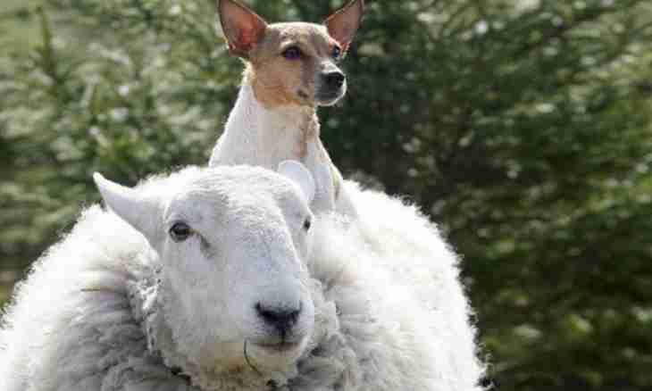 How to bring up a sheep-dog