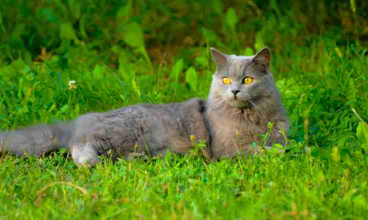 Cat chartreuse: features of breed