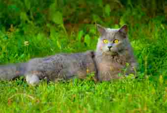 Cat chartreuse: features of breed