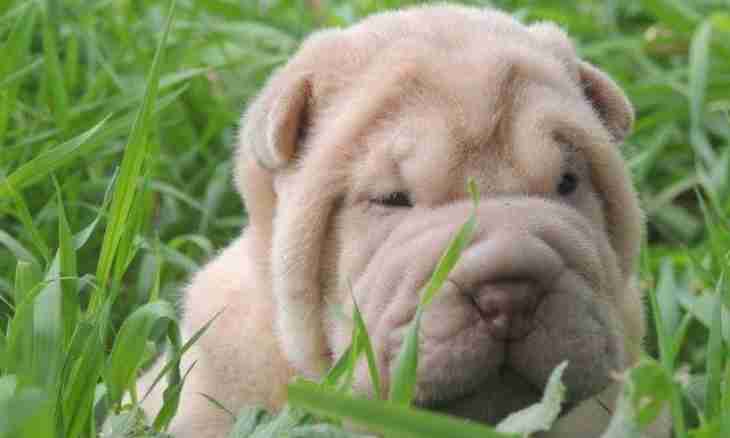 How to feed a puppy of a Shar-Pei