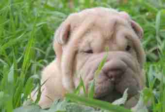 How to feed a puppy of a Shar-Pei