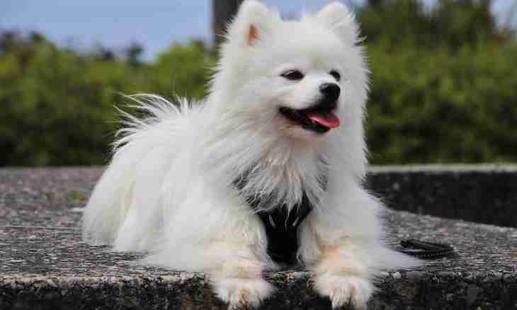 How to choose a good puppy of a spitz-dog