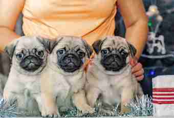How to choose a pug puppy