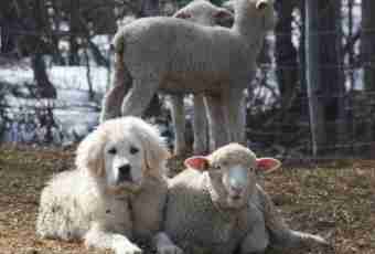 How to support a sheep-dog