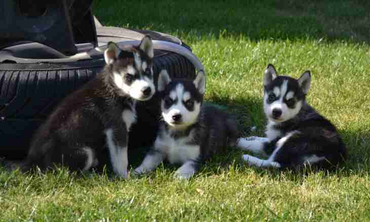 How to choose a puppy huskies