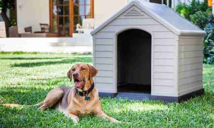 The best breeds of dog for protection of the private house