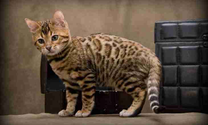 What cat breed the most expensive