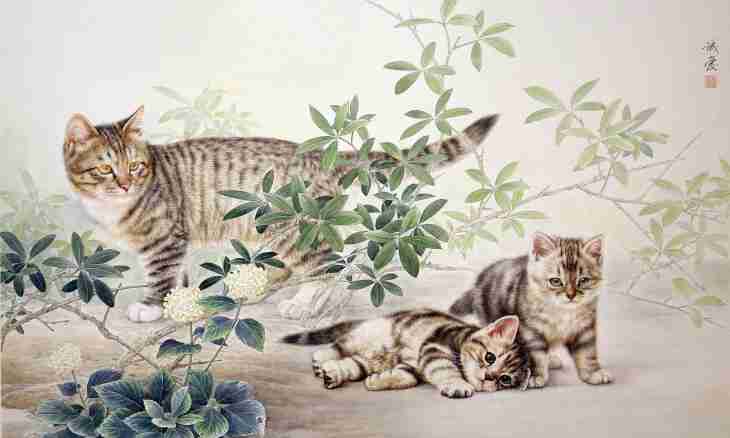 How to prepare an oriental cat for an exhibition