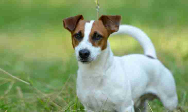Jack Russell Terrier: interesting facts, breed merits and demerits
