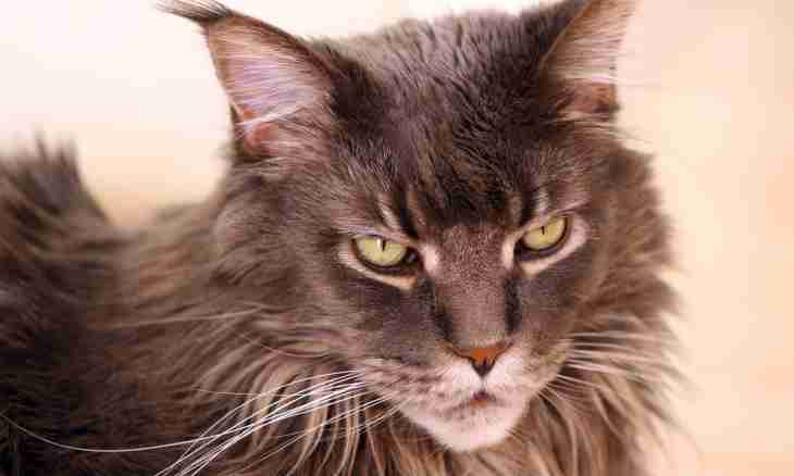 As Maine Coons look