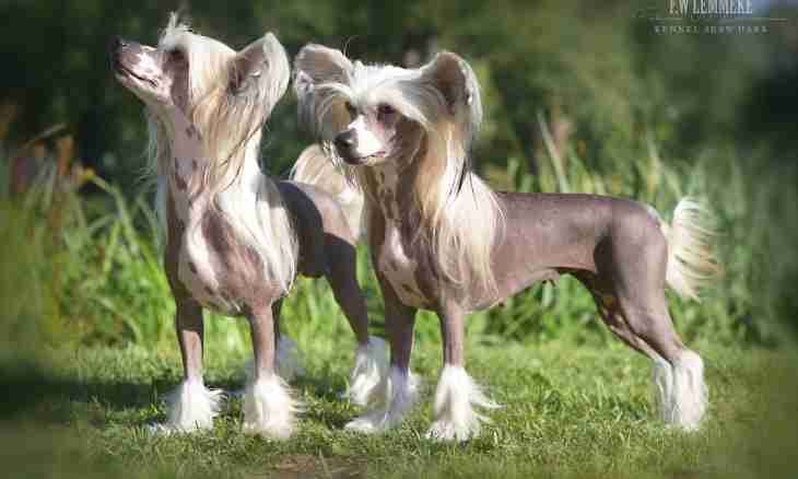 How to choose a puppy of the Chinese crested dog