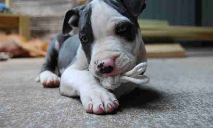 How to train a pit bull terrier