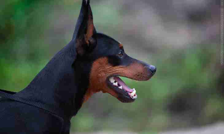 How to deliver ears to a Dobermann terrier