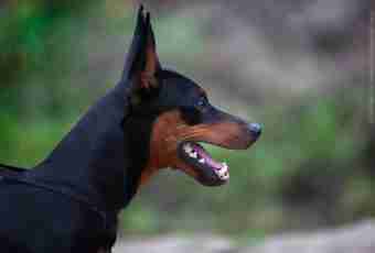 How to deliver ears to a Dobermann terrier