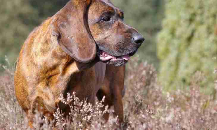 Bloodhound: features of breed